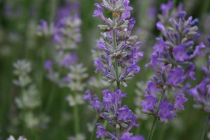 Lavandula spp. (lavender)